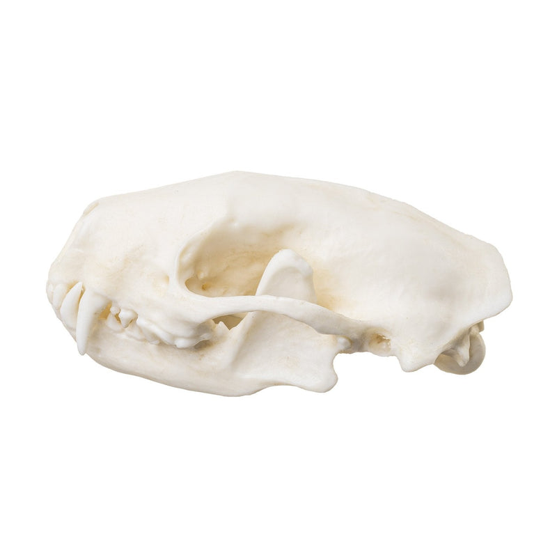 Replica Striped Skunk Skull