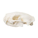Replica Striped Skunk Skull