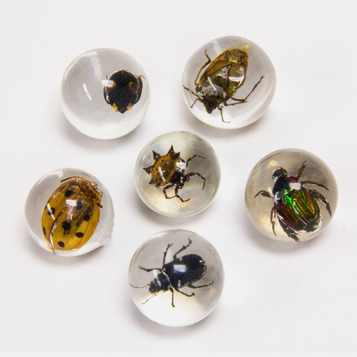 Real Insect in Acrylic Marble