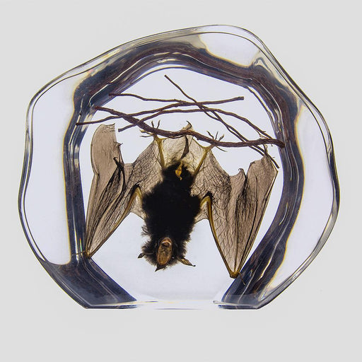 Real Bat Hanging with Sticks in Acrylic Display
