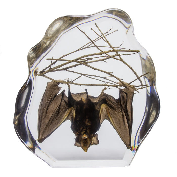 Real Bat Hanging with Sticks in Acrylic Display