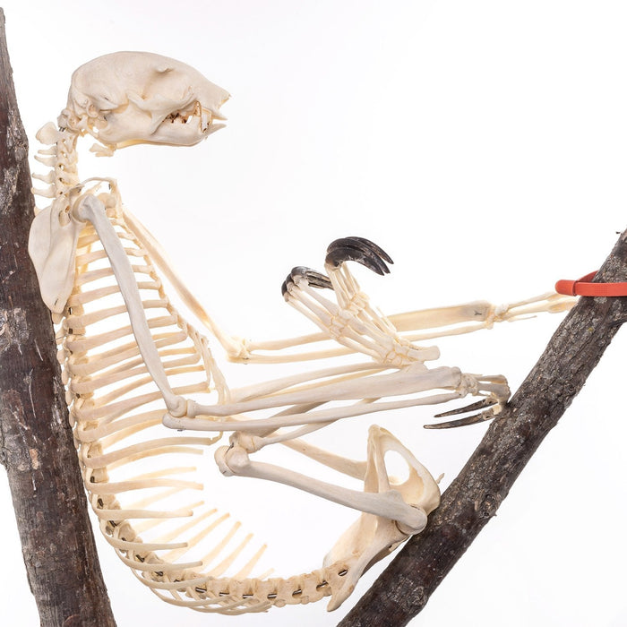 Three Toed Sloth Skeleton