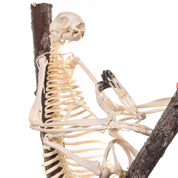 Real Sloth Skeleton - (Articulated)