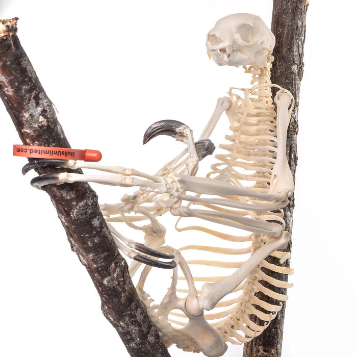 Real Sloth Skeleton - (Articulated)