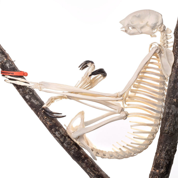 Three Toed Sloth Skeleton