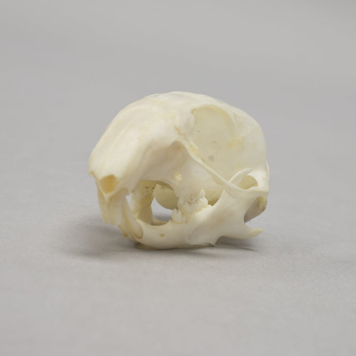 Real Thirteen-lined Ground Squirrel Skull