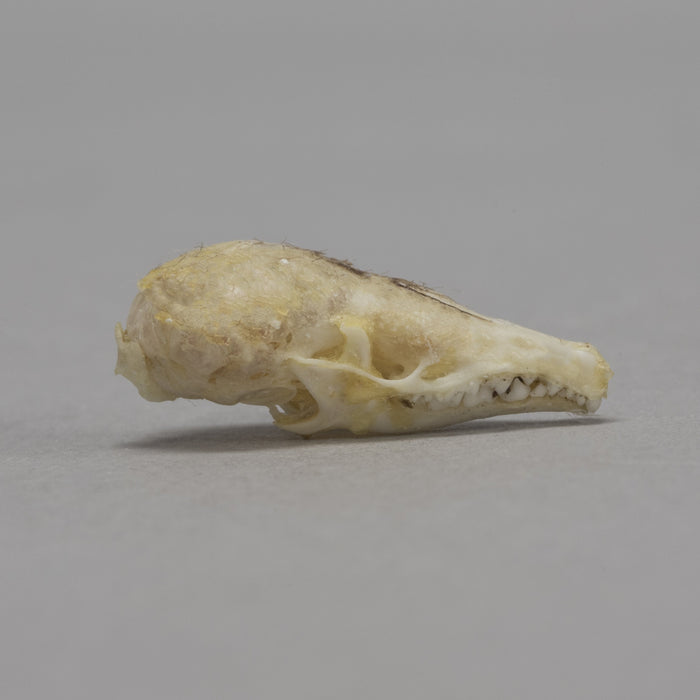 Real Prairie Shrew Skeleton
