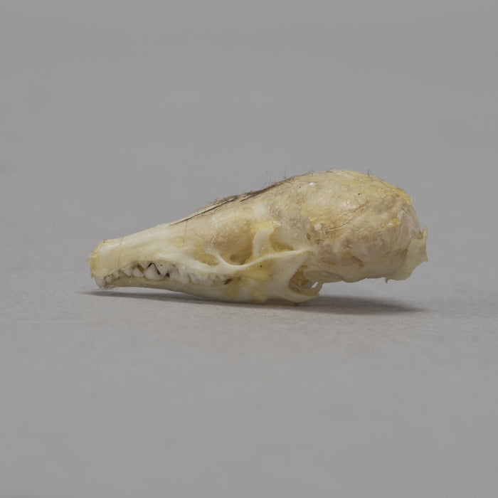 Real Prairie Shrew Skeleton