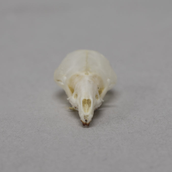 Real Long-tailed Shrew Skull