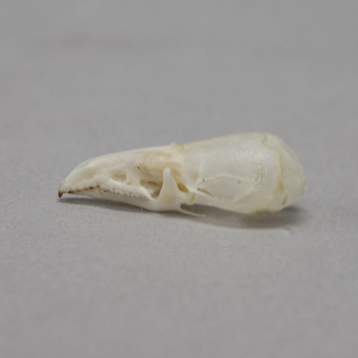 Real Long-tailed Shrew Skull