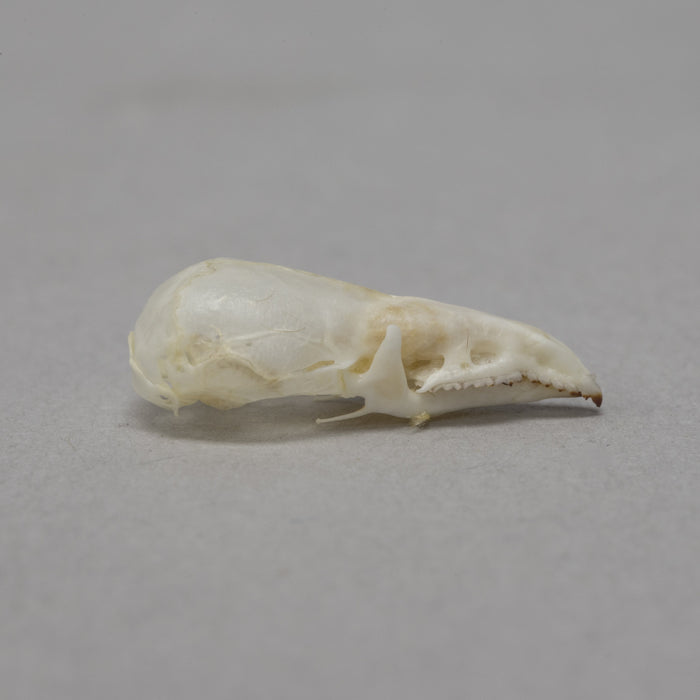 Real Long-tailed Shrew Skull