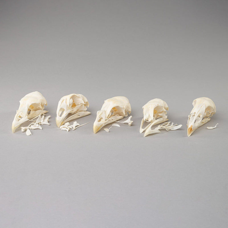 Real Bag-O-Chicken Skulls