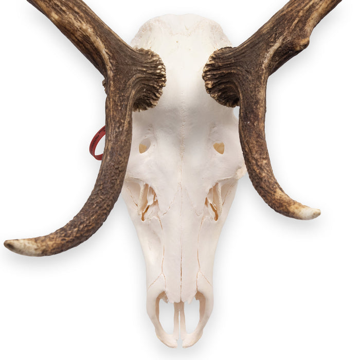 Real Red Deer Skull