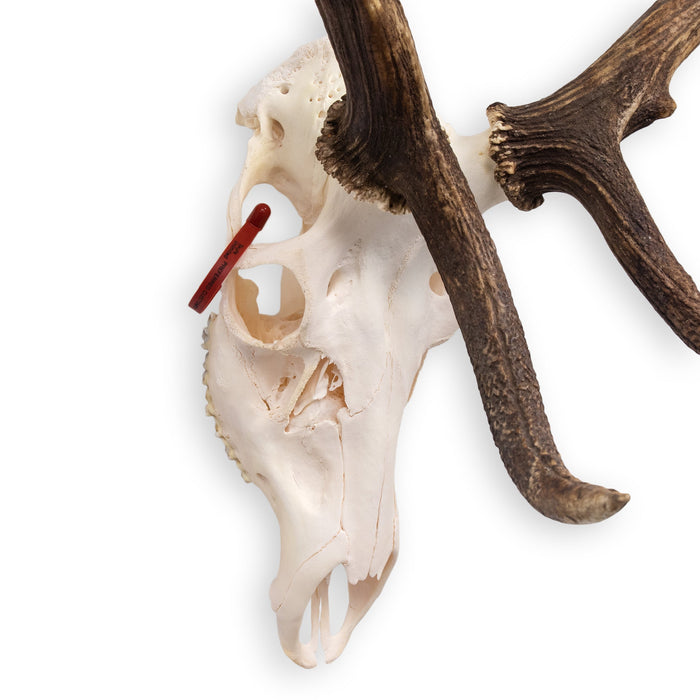 Real Red Deer Skull