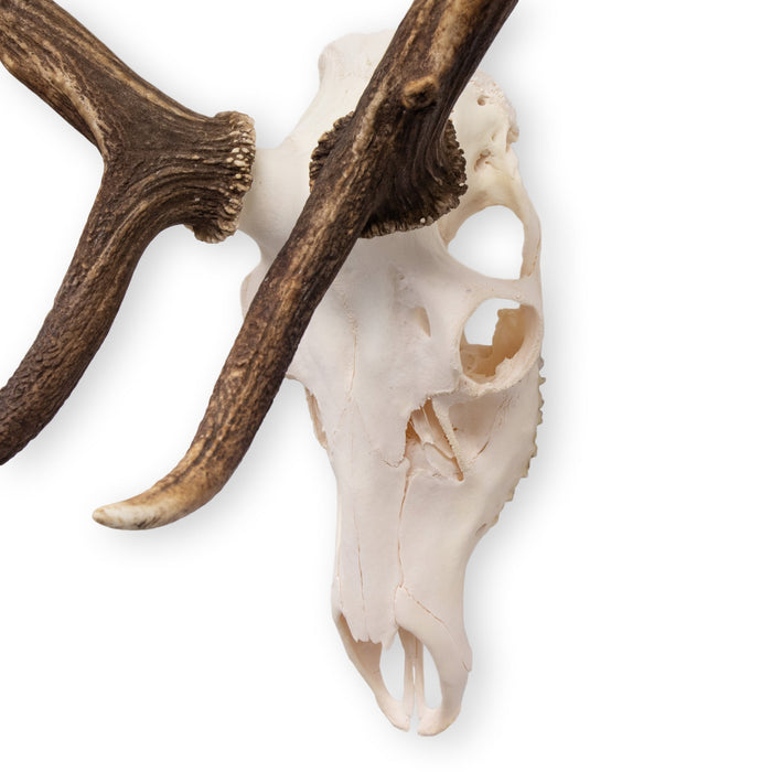Real Red Deer Skull