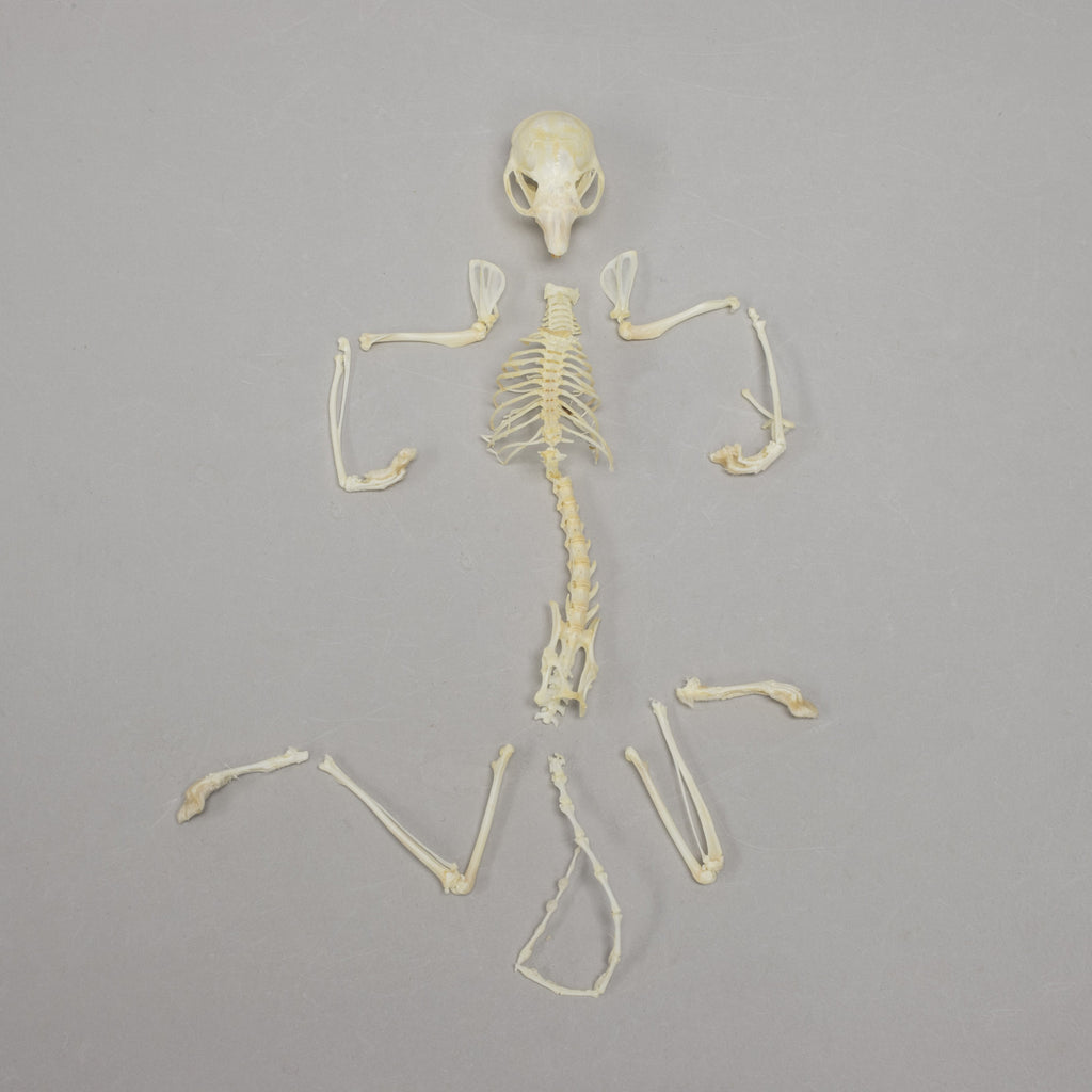 Real Flying Squirrel Skeleton For Sale — Skulls Unlimited
