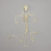 Real Flying Squirrel Skeleton