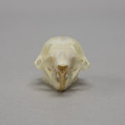 Real Flying Squirrel Skeleton - Disarticulated