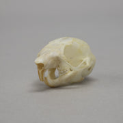 Real Flying Squirrel Skeleton - Disarticulated