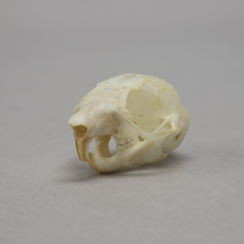 Real Flying Squirrel Skeleton - Disarticulated