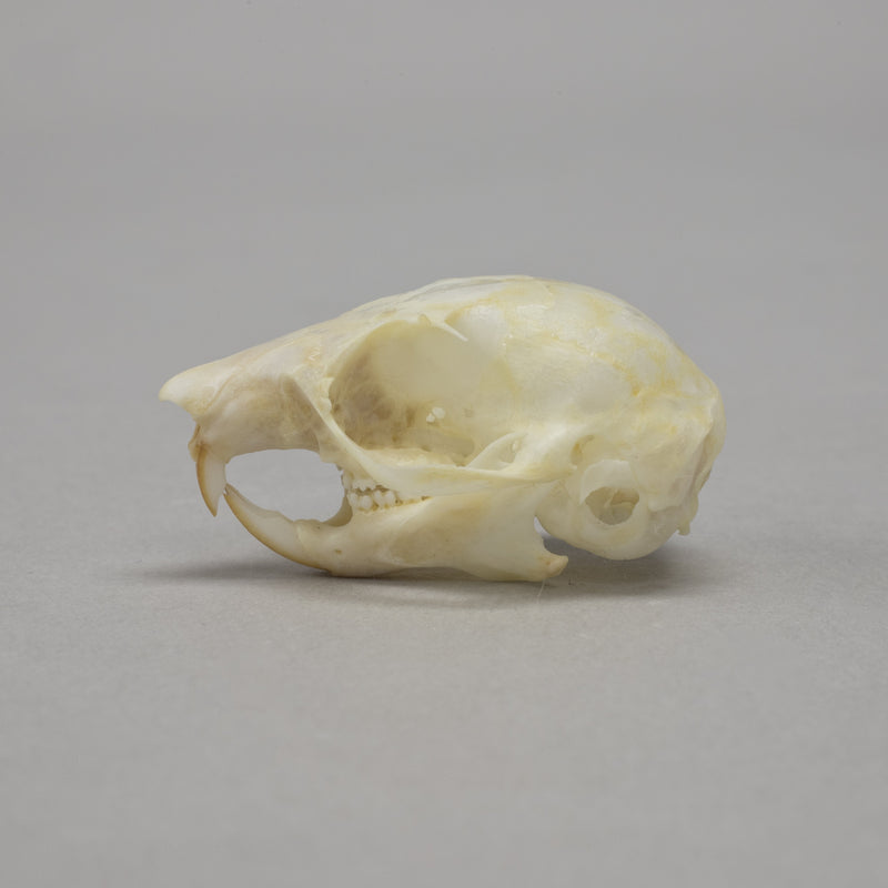 Real Flying Squirrel Skeleton - Disarticulated