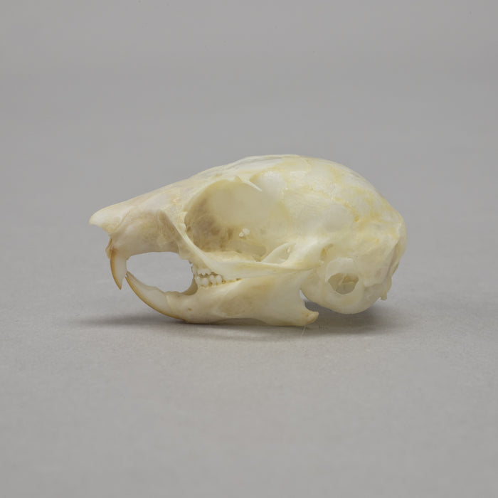 Real Flying Squirrel Skeleton