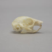 Real Flying Squirrel Skeleton - Disarticulated