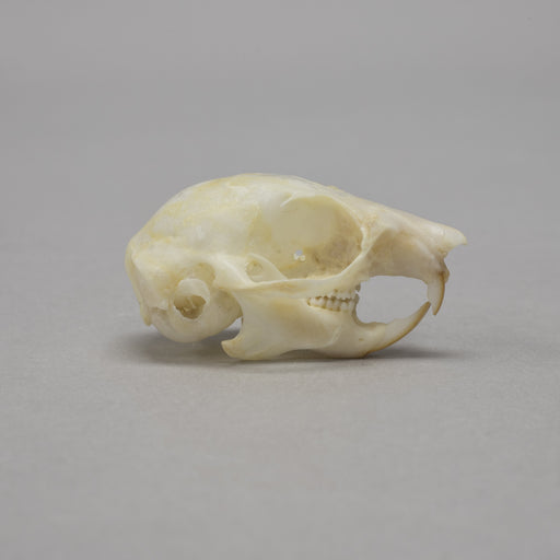 Real Flying Squirrel Skeleton