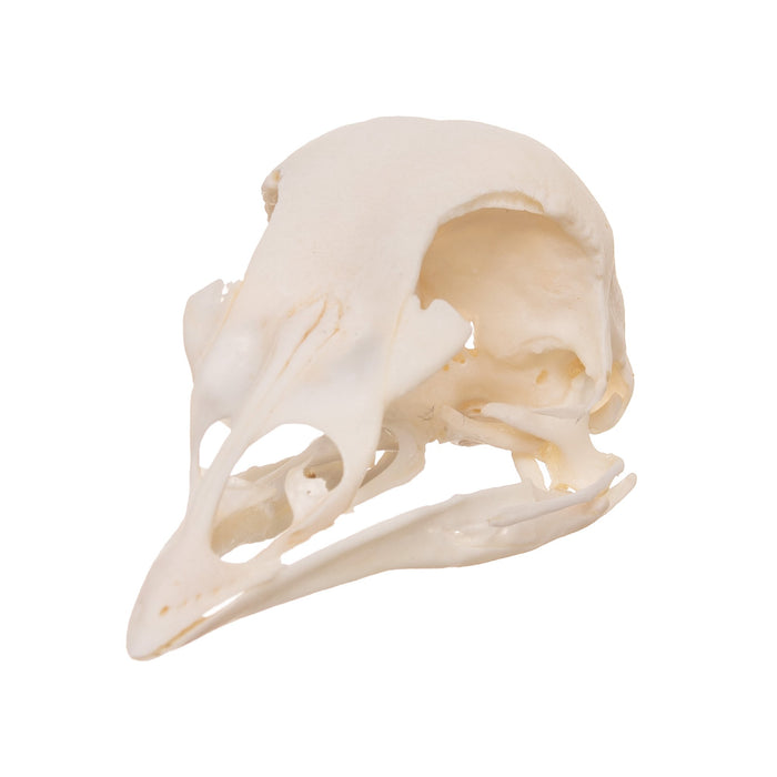 Real Peacock Skull