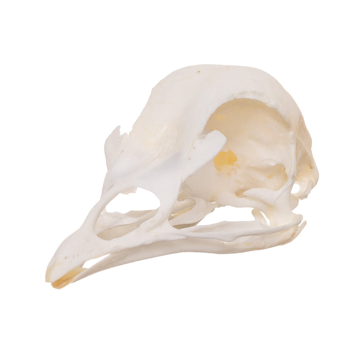 Real Peacock Skull