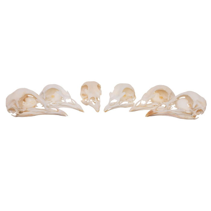 Real Peacock Skull