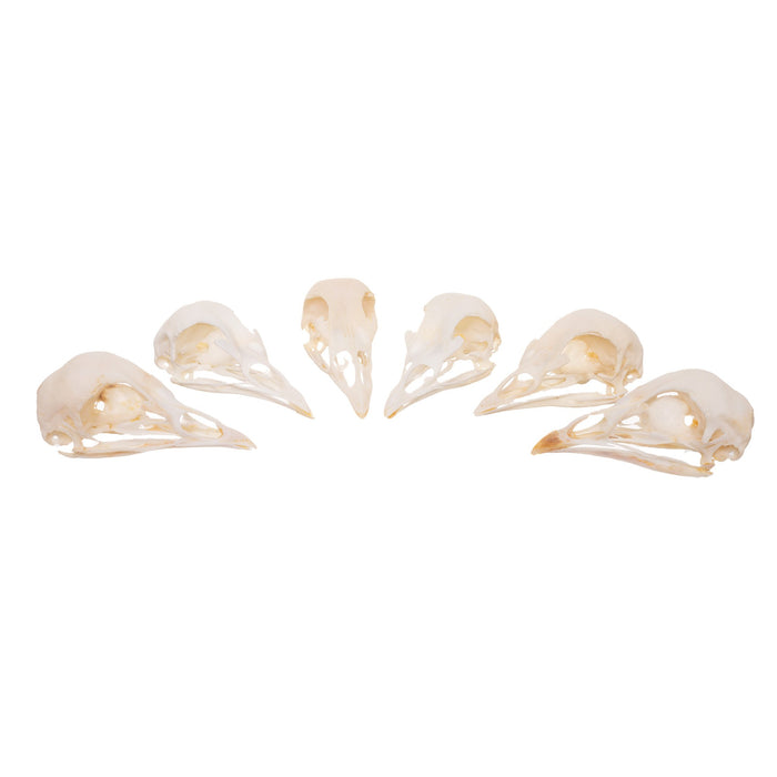 Real Peacock Skull