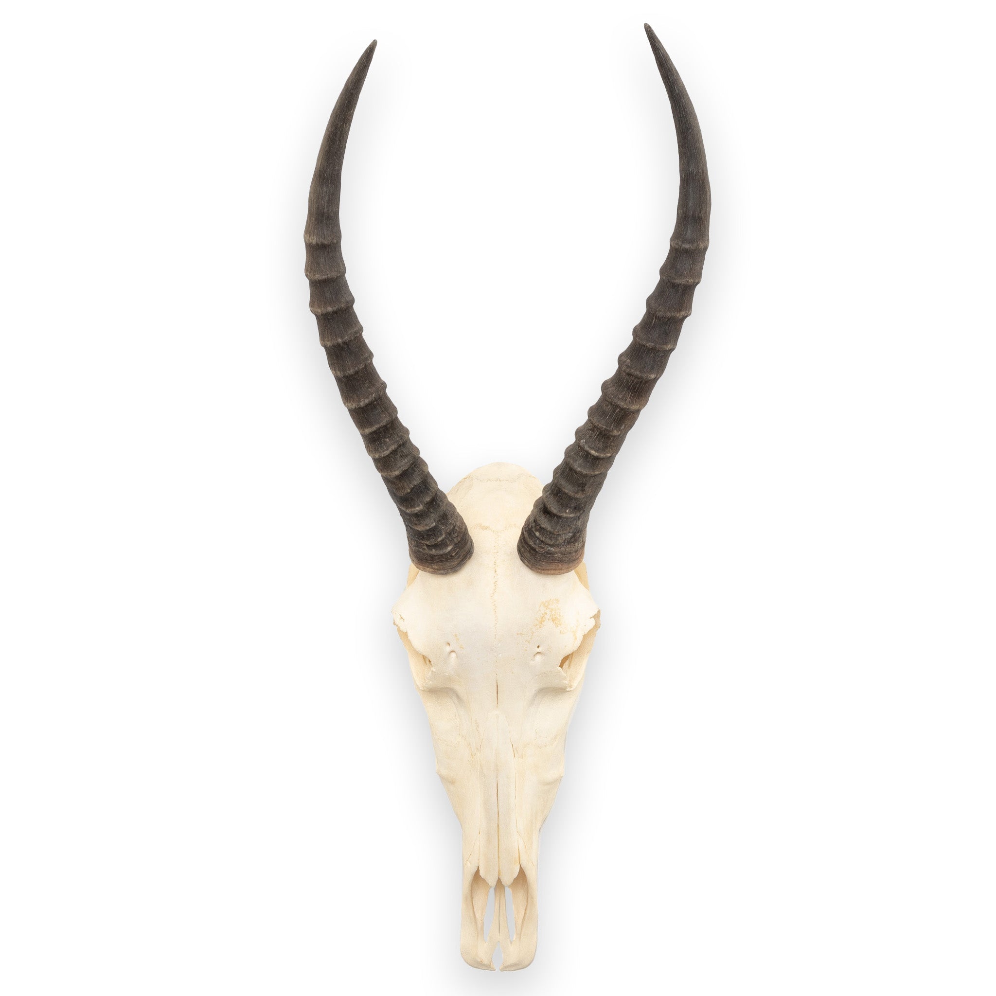 Real Female Blesbok Skull For Sale — Skulls Unlimited