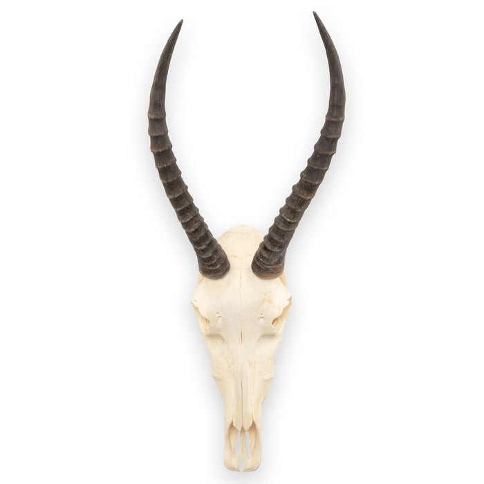 Real Blesbok Skull - Female