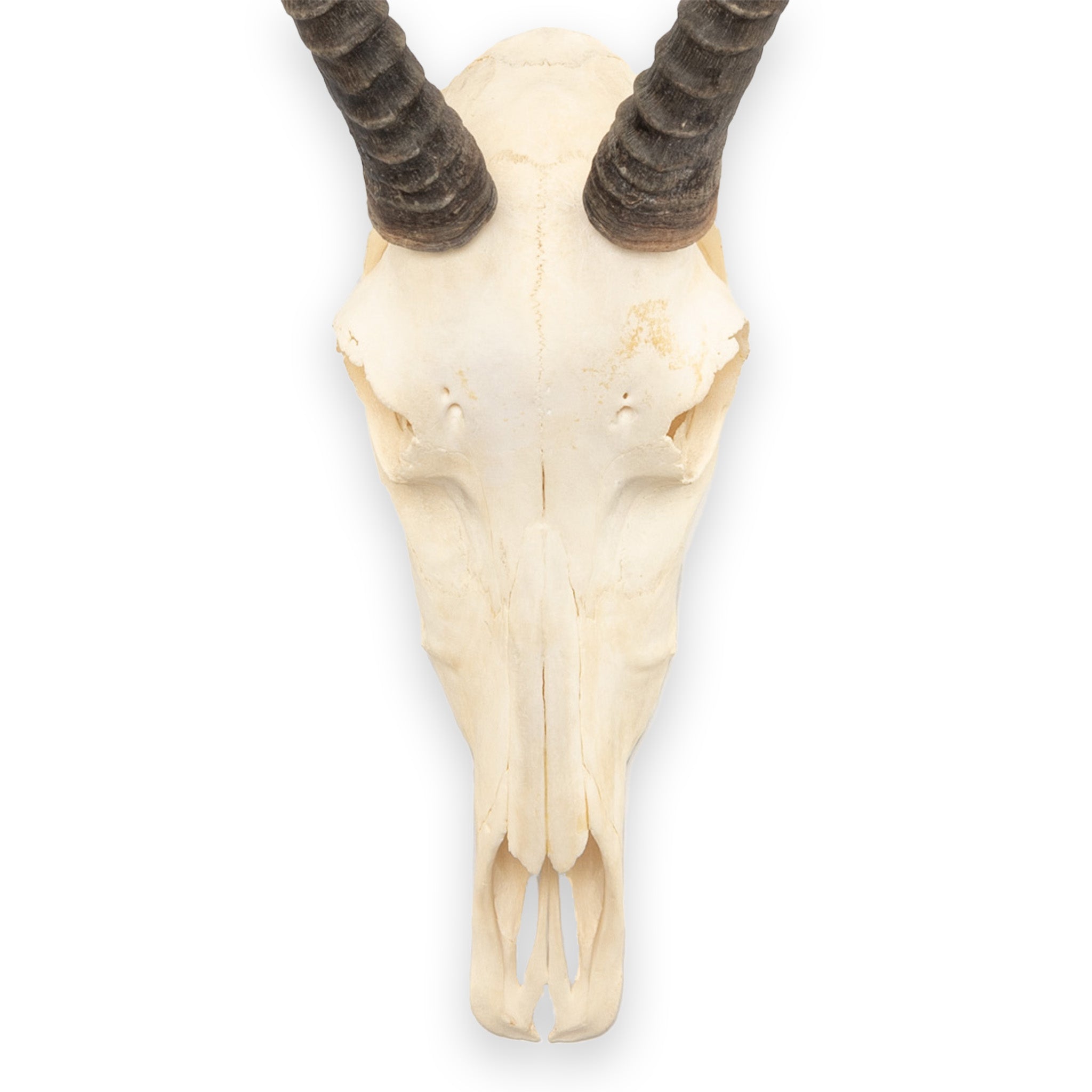 ブレスボック（Blesbok）スカルホーン Blesbok V-Shape Skull – Cowhides USA