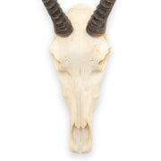 Real Blesbok Skull - Female