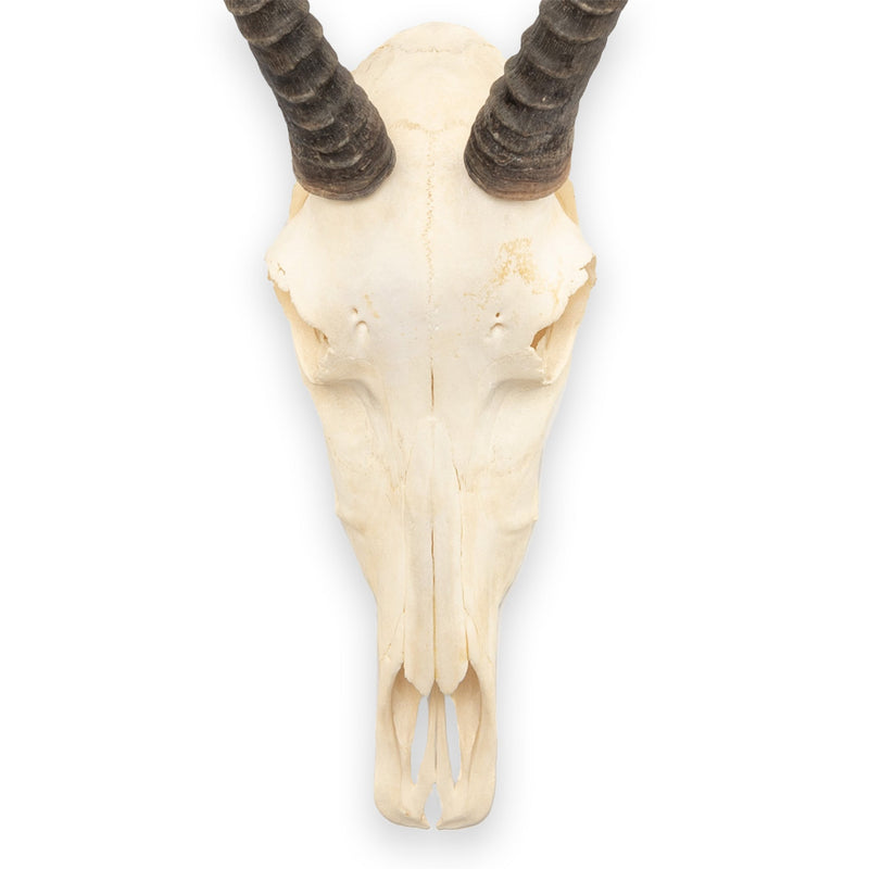 Real Blesbok Skull - Female