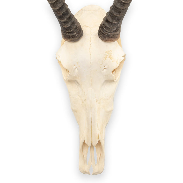 Real Blesbok Skull - Female