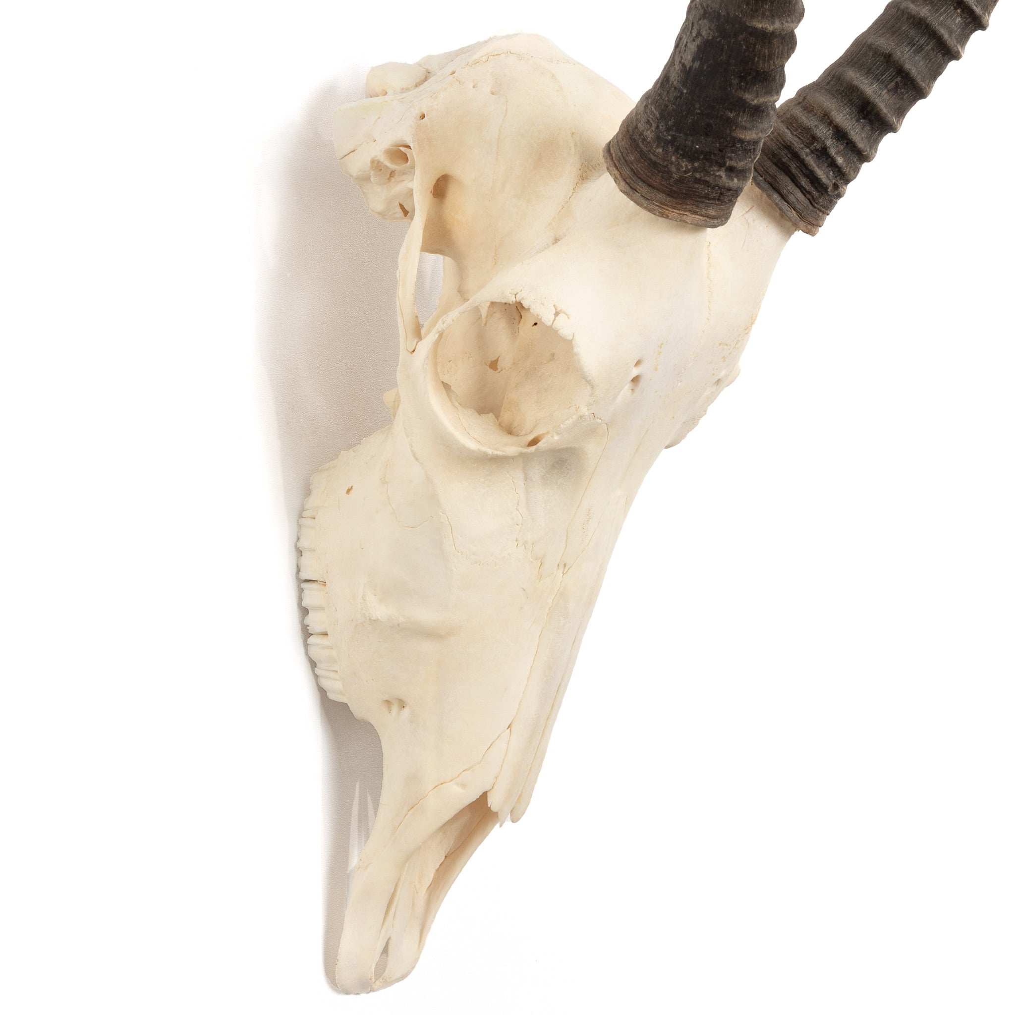 Real Female Blesbok Skull For Sale — Skulls Unlimited