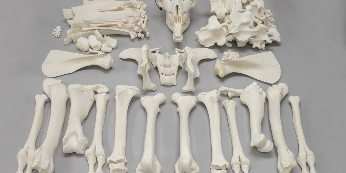 Real Camel Skeleton For Sale — Skulls Unlimited International, Inc.