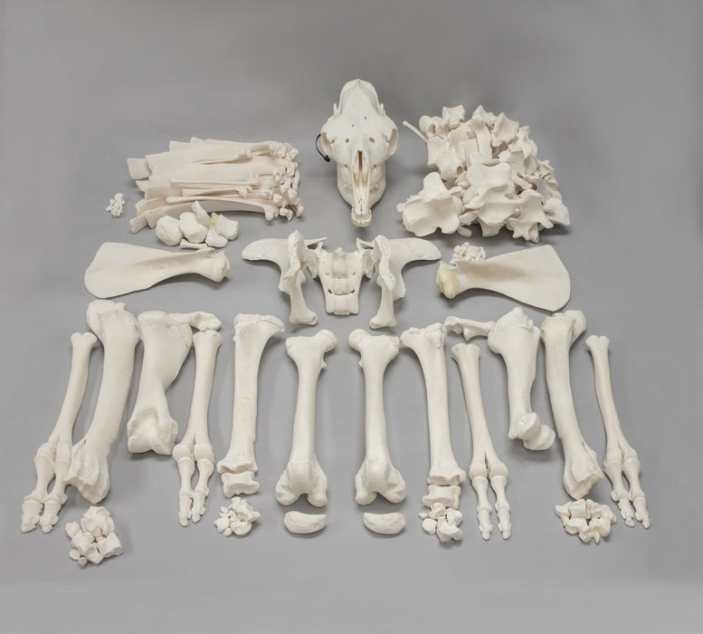 Real Camel Skeleton