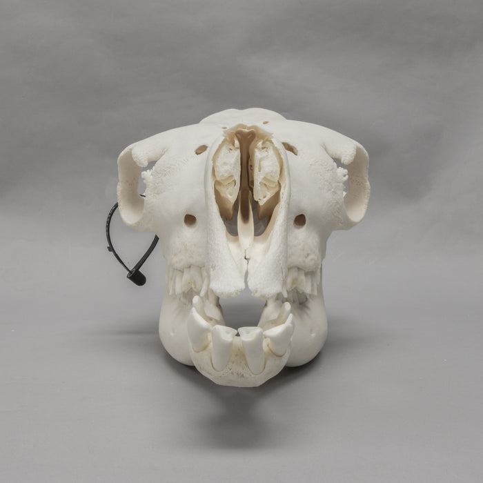 Real Camel Skeleton