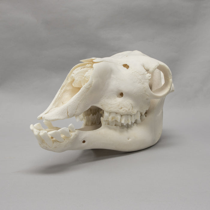 Real Camel Skeleton