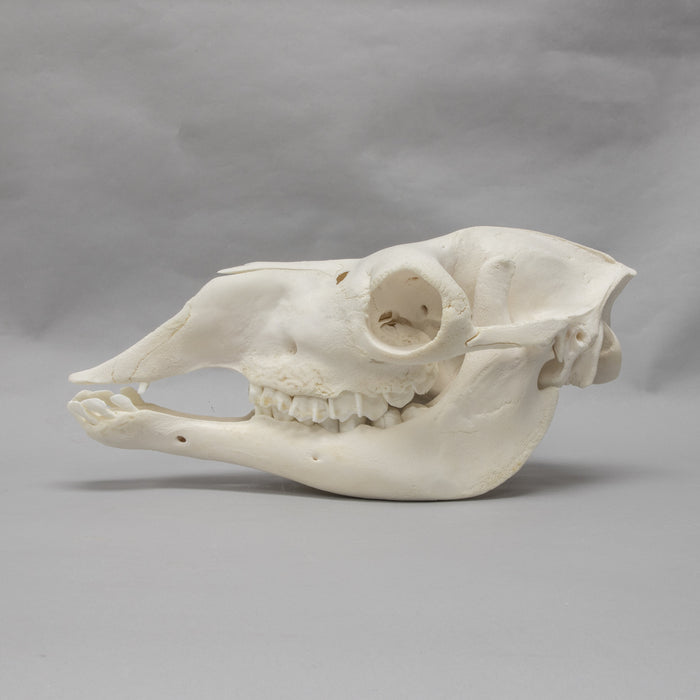 Real Camel Skeleton