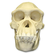 Replica Chimpanzee Skull - Female