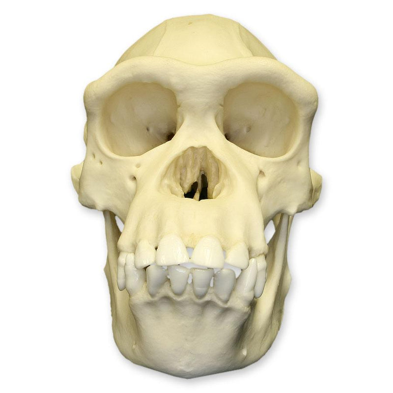 Replica Chimpanzee Skull - Female