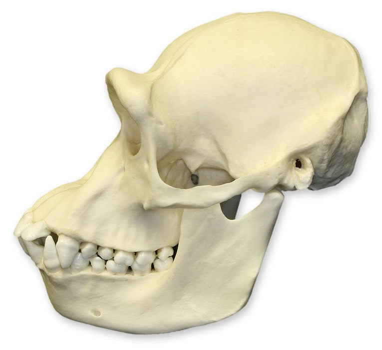 Replica Chimpanzee Skull - Female