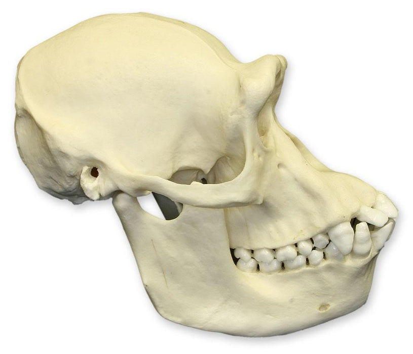 Replica Chimpanzee Skull - Female