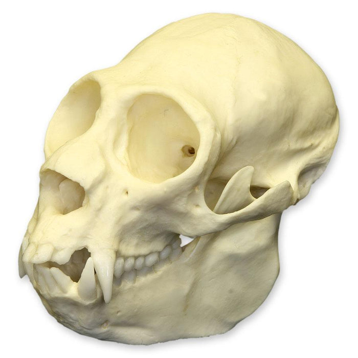 Replica Saki Monkey Skull