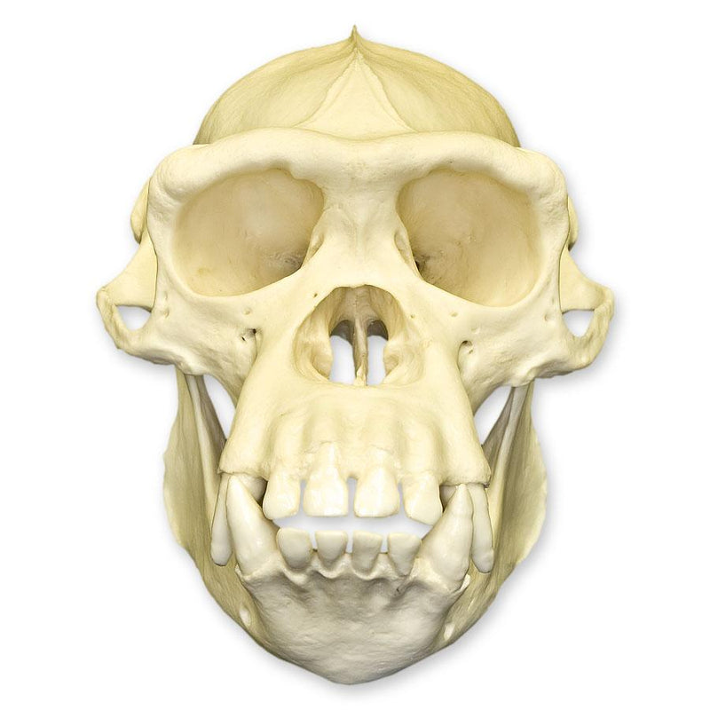 Replica Chimpanzee Skull - Male